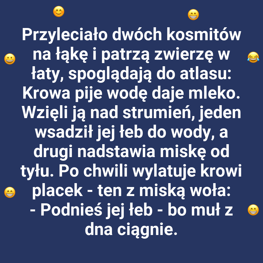 Krowa i kosmiczne nieporozumienie