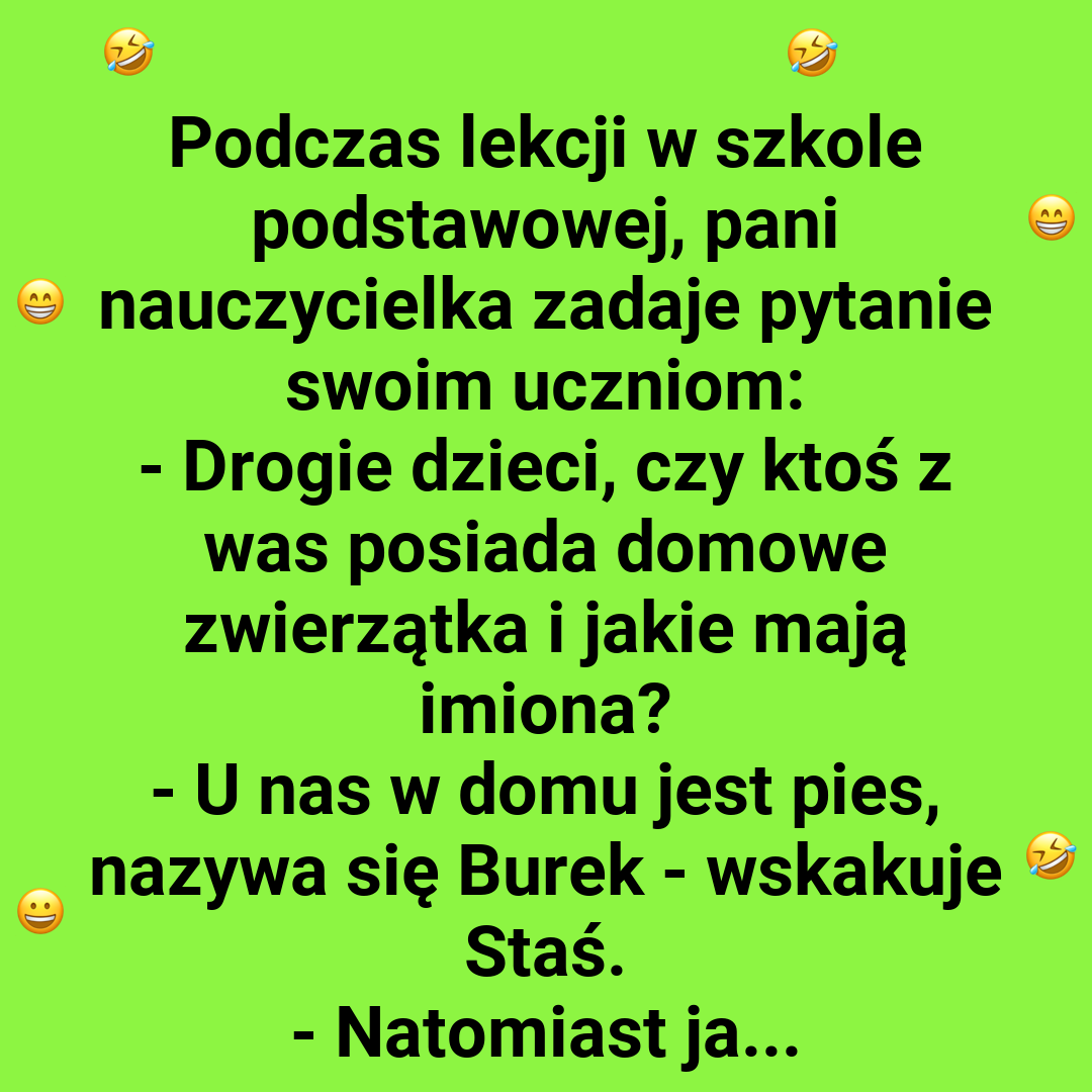 Zwierzęta domowe